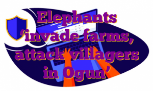 Elephants ‘invade farms, attack villagers in Ogun’